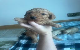 Cockapoo dogs for sale: Stunning litter of Cockerpoos - Image 13