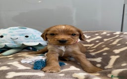 Cocker Spaniel dogs for sale: 🐾Exceptional Show Cocker Spaniels🐾 - Image 9