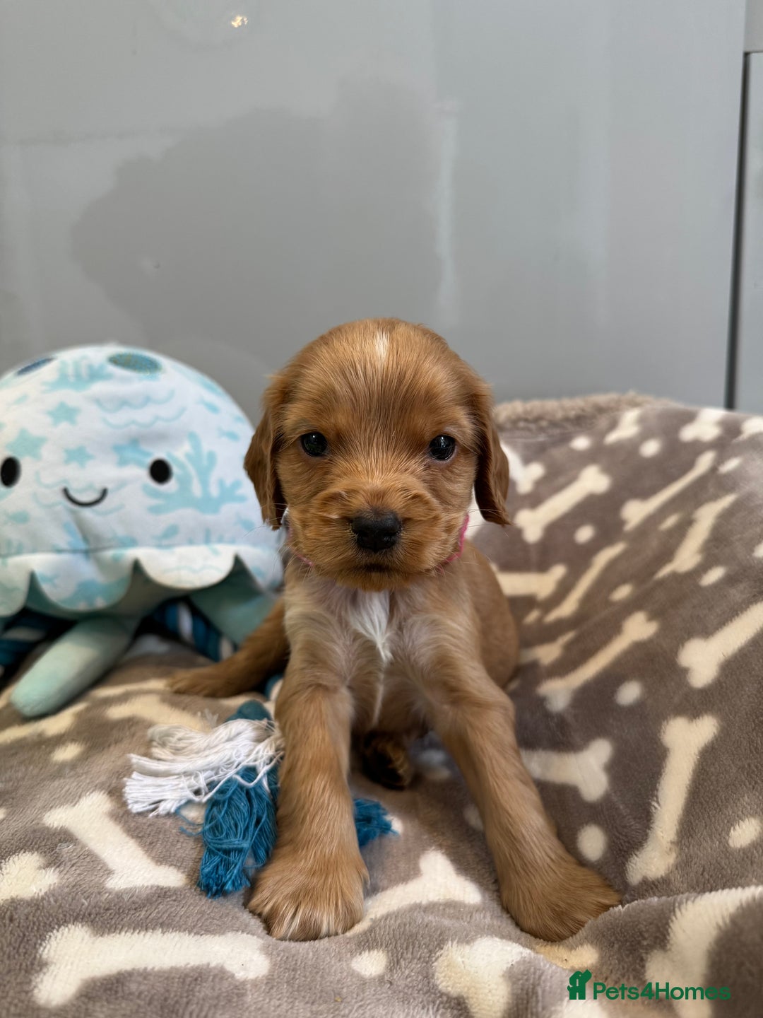 Cocker Spaniel dogs for sale: 🐾Exceptional Show Cocker Spaniels🐾 - Image 9
