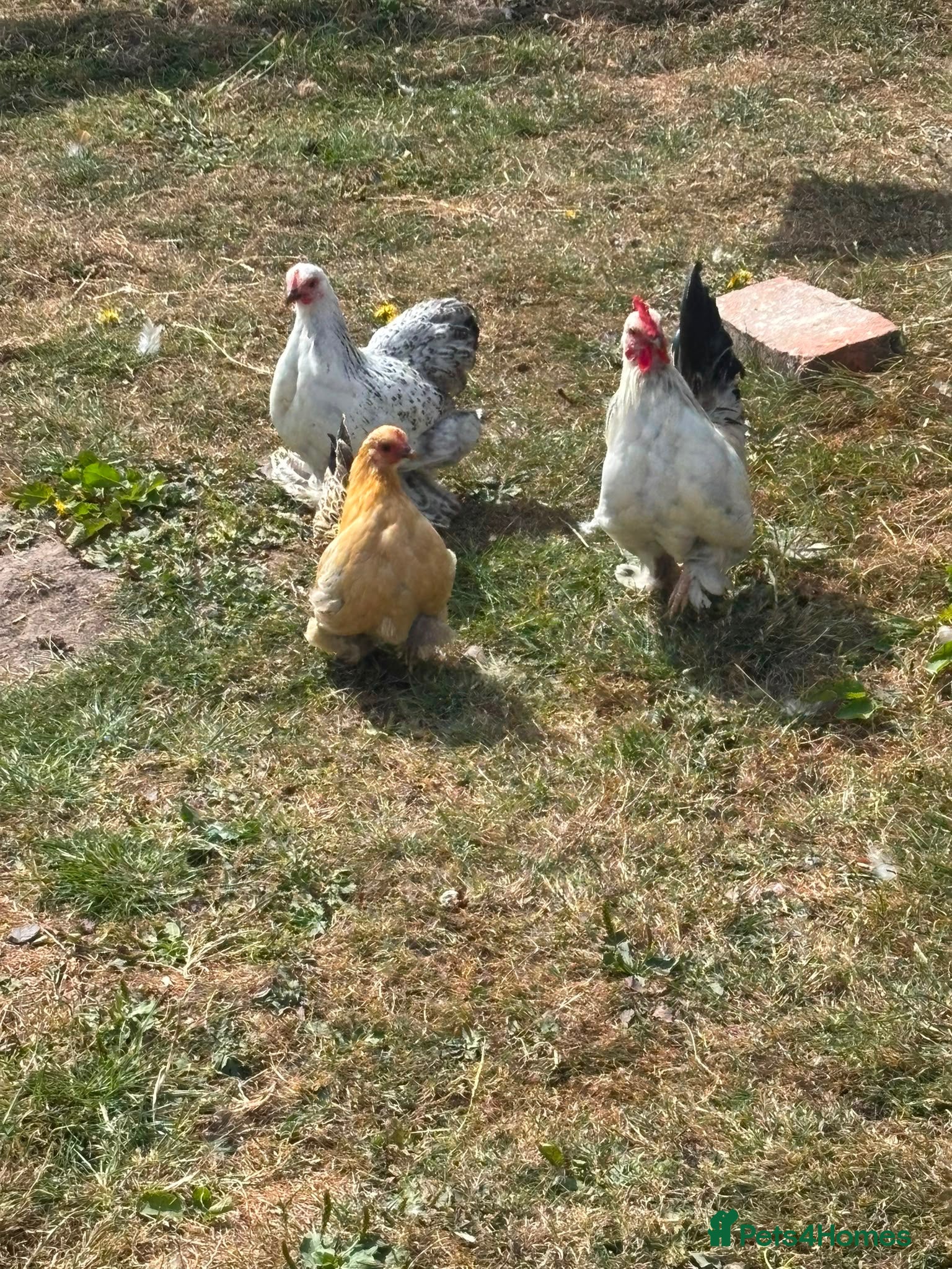 Chickens poultry Peakin hens  - Advert 1