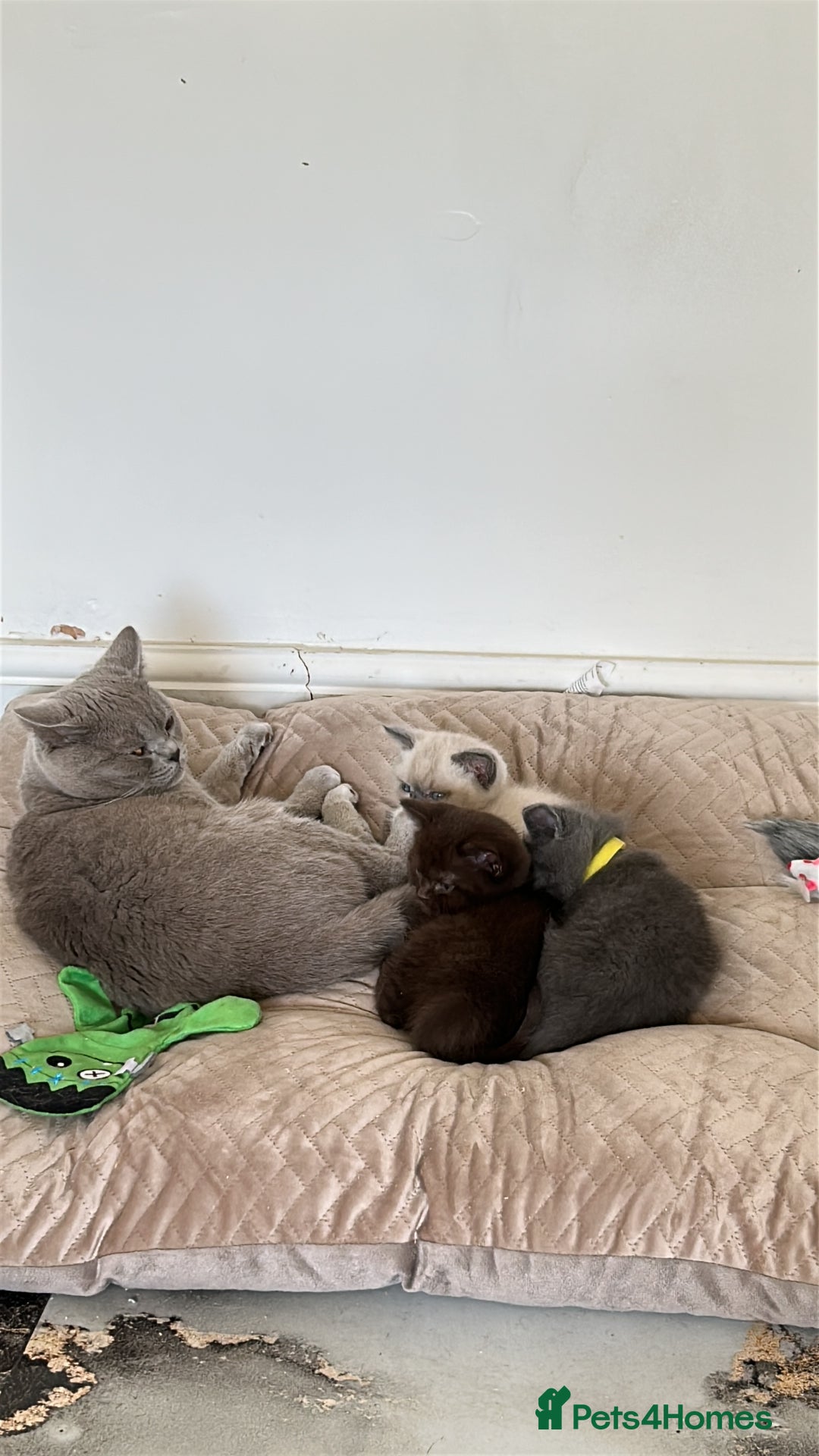 Ragdoll cats for sale: Ragdoll/british blue - Image 7