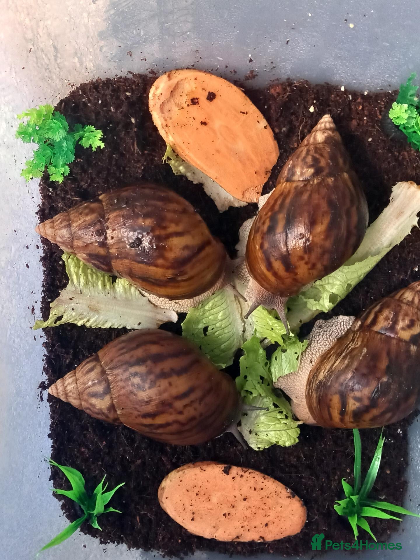 Snails invertebrates for sale: Giant African Tiger Land Snails (Achatina achatina - Advert 1
