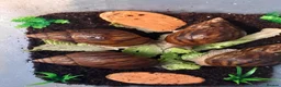 Snails invertebrates for sale: Giant African Tiger Land Snails (Achatina achatina - Advert 7