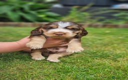 Cocker Spaniel dogs for sale: Show type x working cocker spaniel puppies - Image 4