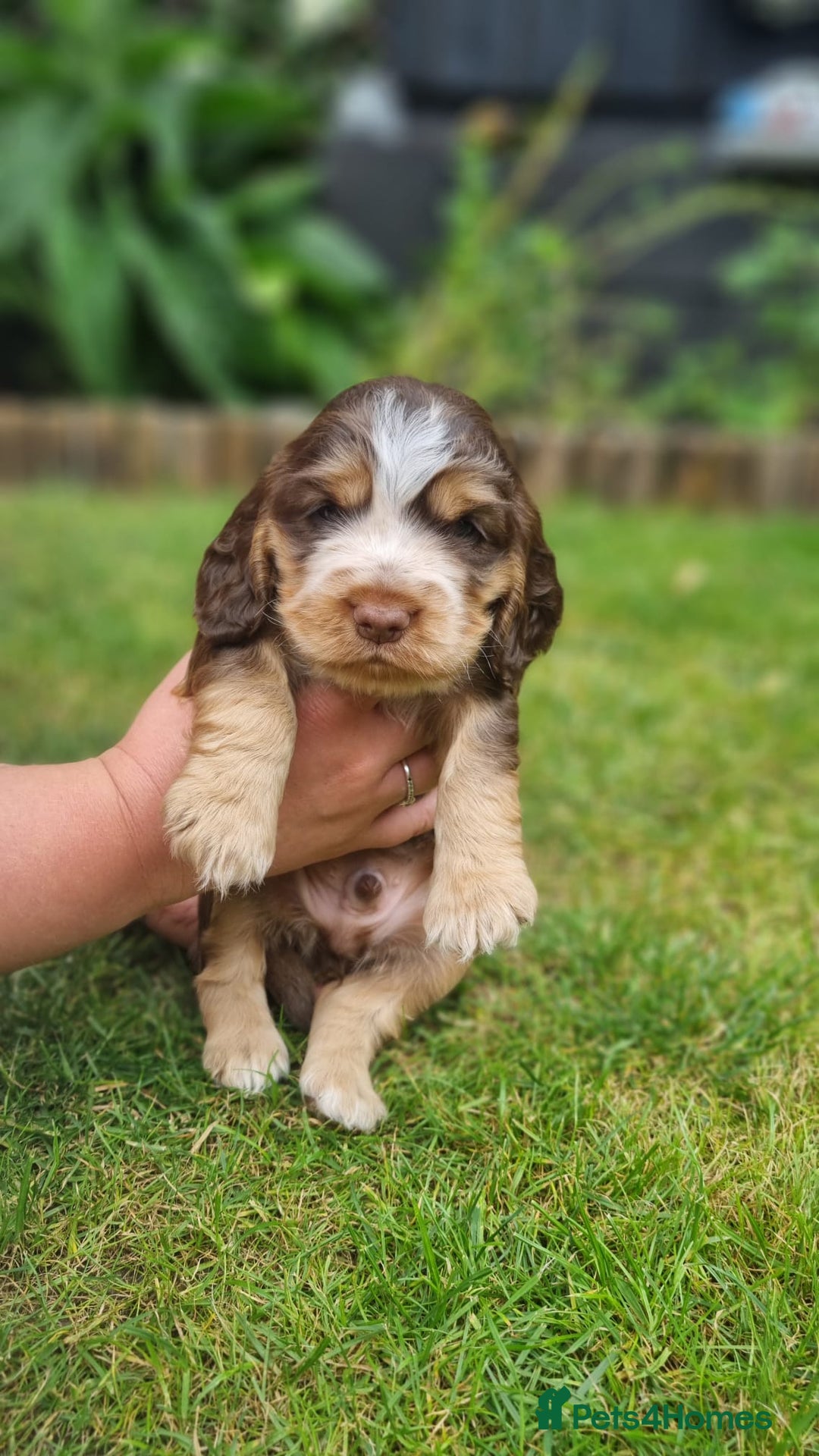 Cocker Spaniel dogs for sale: Show type x working cocker spaniel puppies - Image 4
