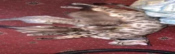 Bengal cats for sale: 🐾 Stunning TICA Registered Bengal Kittens 🐾 - Advert 16