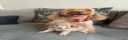 Cockapoo dogs for sale: Cockapoo puppies for Sale - Advert 4