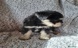 Miniature Schnauzer dogs for sale: Miniature Schnauzer beauties - Image 8