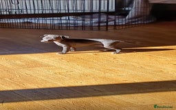 Italian Greyhound dogs for sale: Beautiful Italian greyhounds - Image 2