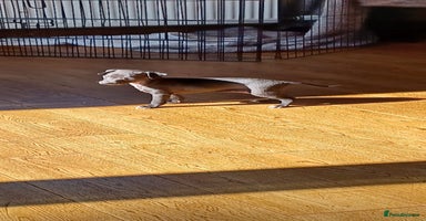Italian Greyhound dogs - Advert 15