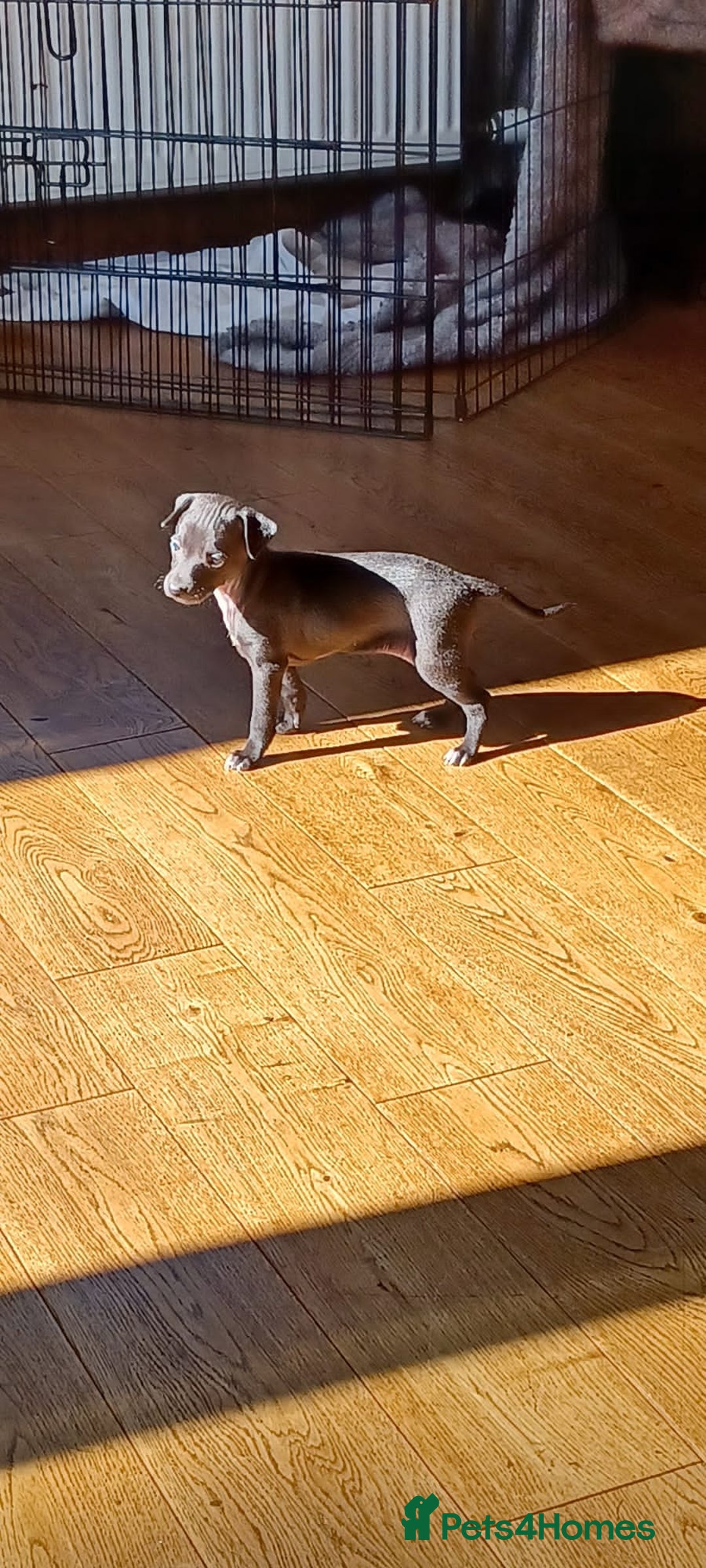 Italian Greyhound dogs for sale: Beautiful Italian greyhounds - Image 2