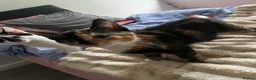 Mixed Breed cats for sale: Find them a loving forever home  - Advert 14