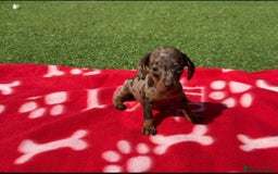 Miniature Dachshund dogs for sale: 5 miniature dachshund puppies - Image 3