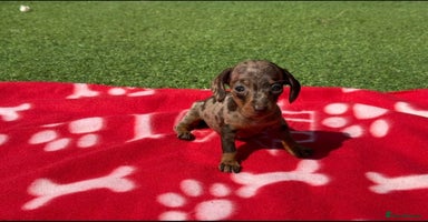 Miniature Dachshund dogs - Advert 3