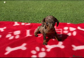 Miniature Dachshund dogs - Advert 1