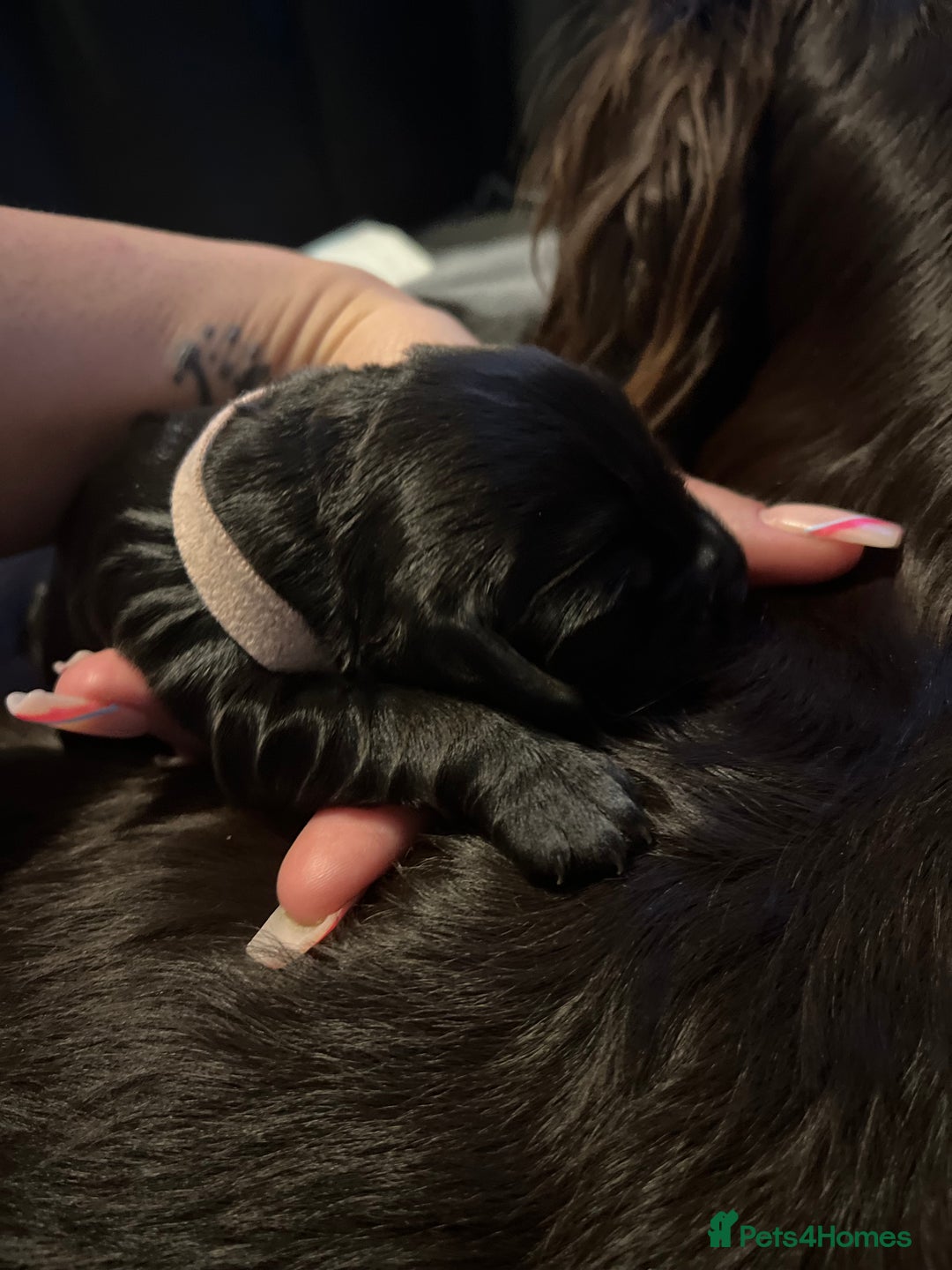 Cocker Spaniel dogs for sale: Cocker spaniels 🐶  - Advert 21