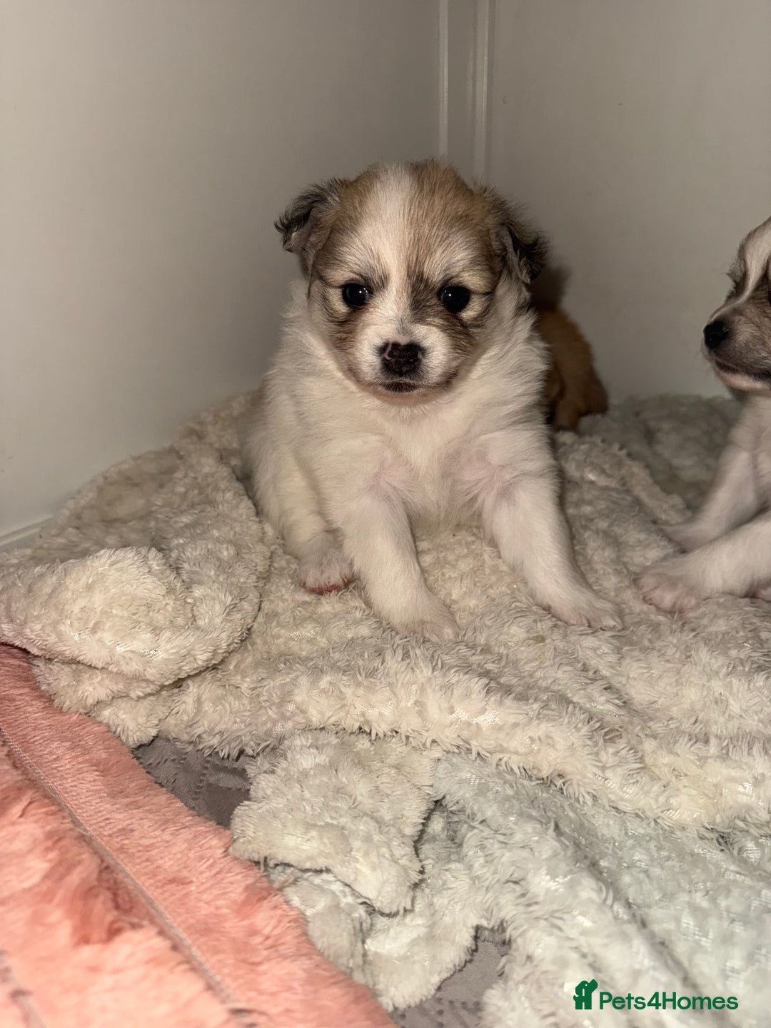 Pomchi dogs for sale: Pomchis  - Advert 8