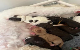 Mixed Breed dogs for sale: Mega Coated Schnockerpoo puppies - Image 11