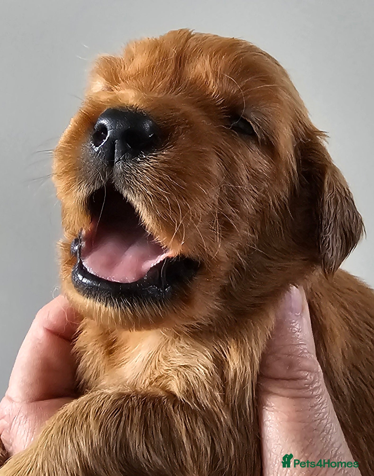 Mixed Breed dogs GOLDEN IRISH MALES - Advert 1