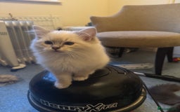 Ragdoll cats for sale: 🚨 Gorgeous, pedigree Ragdoll Puffballs! 🚨  - Image 3