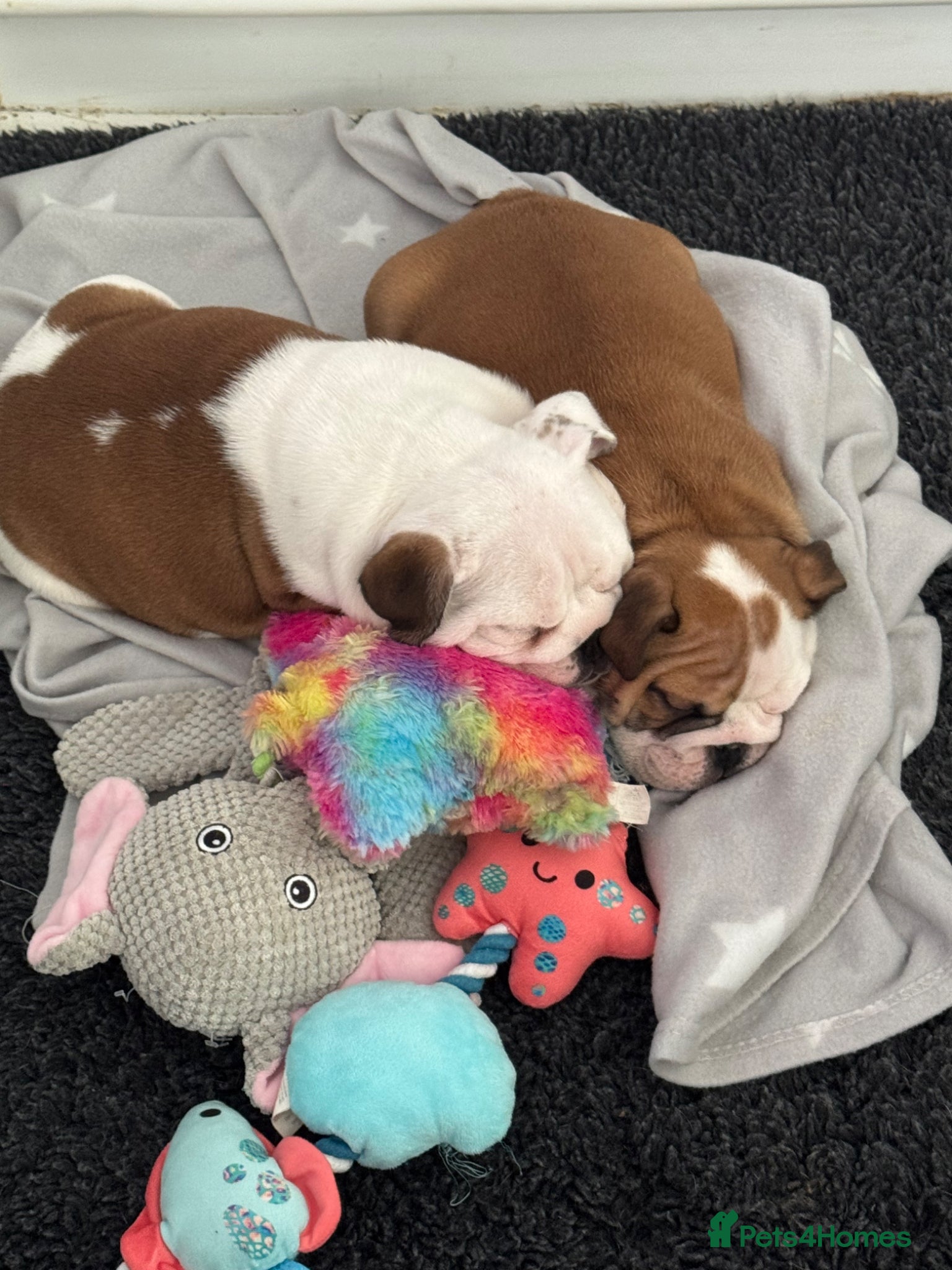 English Bulldog dogs KC REG Red/White Bulldog Pups READY TO GO!!!!   - Advert 6
