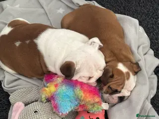 English Bulldog dogs KC REG Red/White Bulldog Pups READY TO GO!!!! - Advert 6