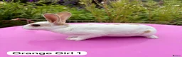 Rex rabbits for sale: Mini Rex Rabbits Mixed Colours Very Friendly  - Advert 3