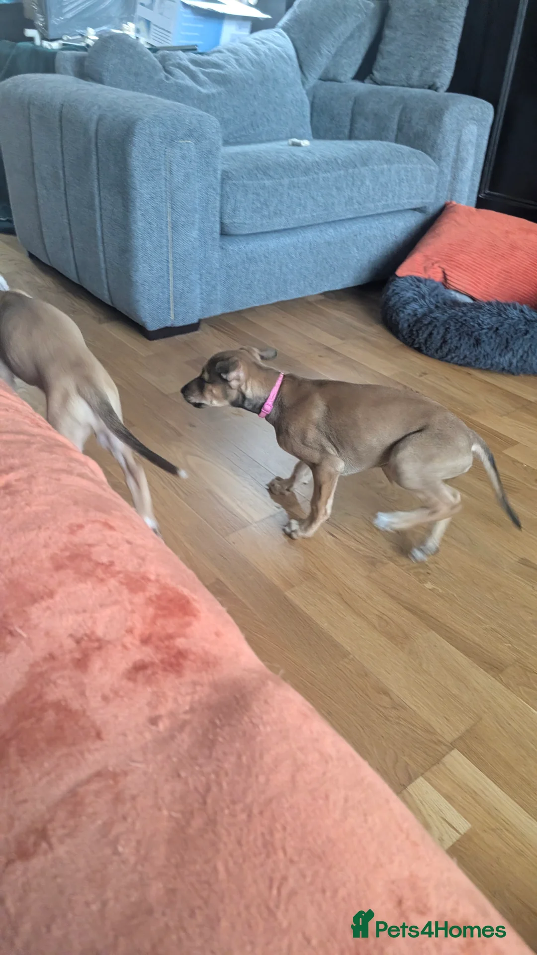 Mixed Breed dogs for sale: Lurcher  - Advert 5