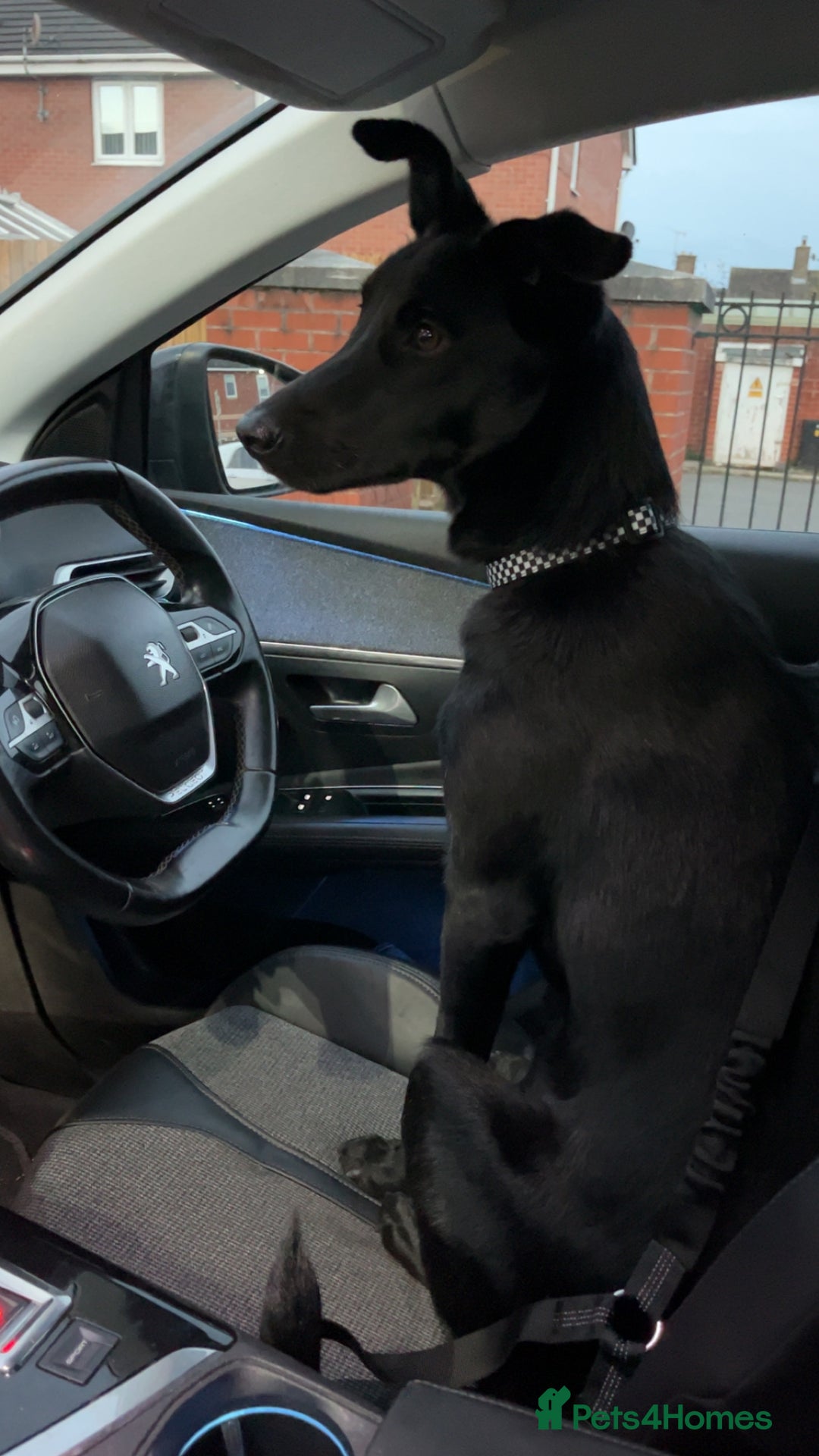 Mixed Breed dogs for sale: Moroccan Puppy  - Advert 15