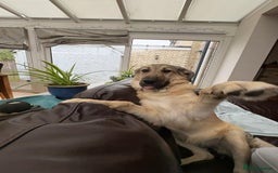 Mixed Breed dogs for adoption: 🐾 WINNIE - a Lovely young Girl, for a Loving Home - Image 5