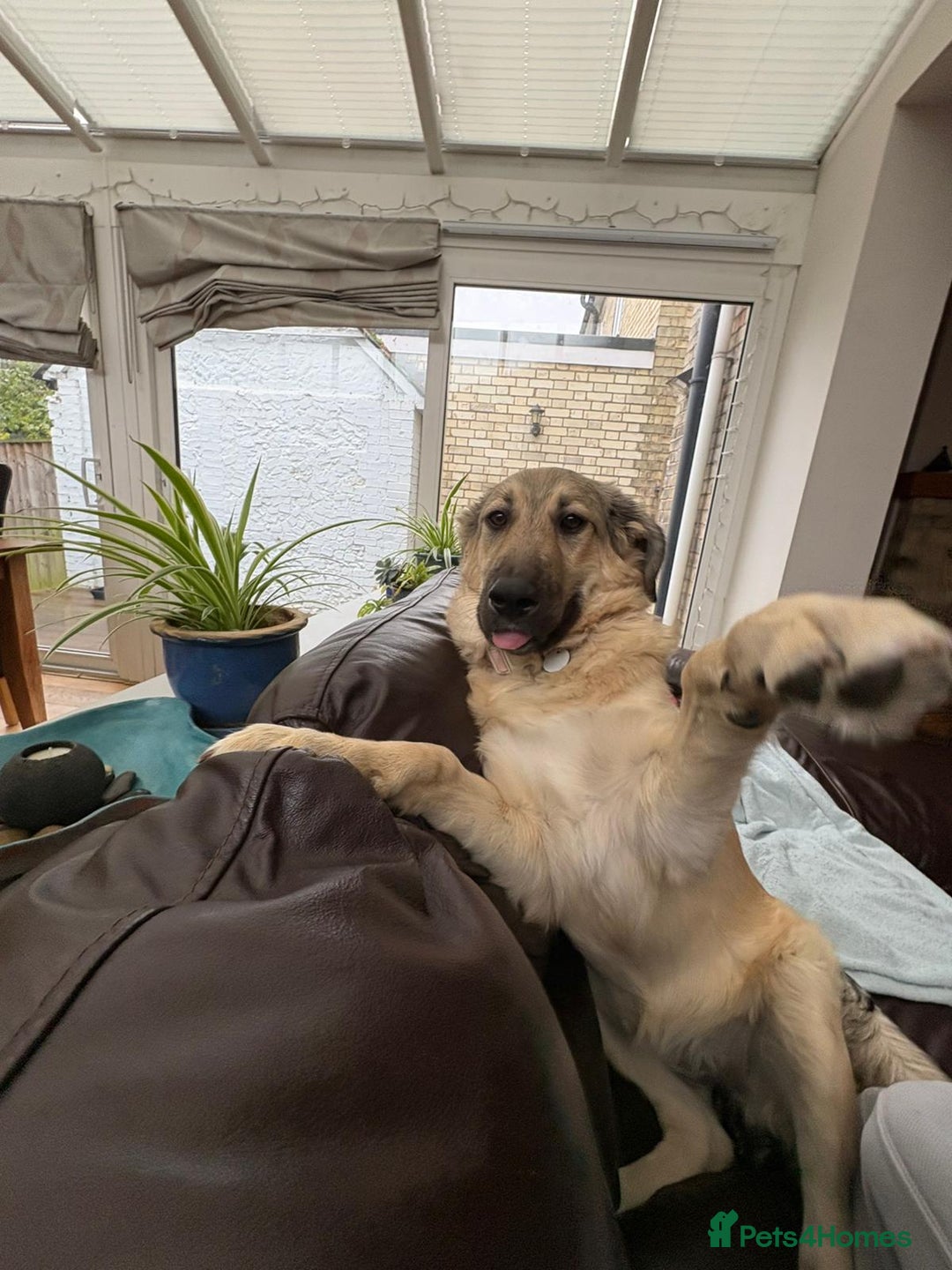 Mixed Breed dogs for adoption: 🐾 WINNIE - a Lovely young Girl, for a Loving Home - Image 5