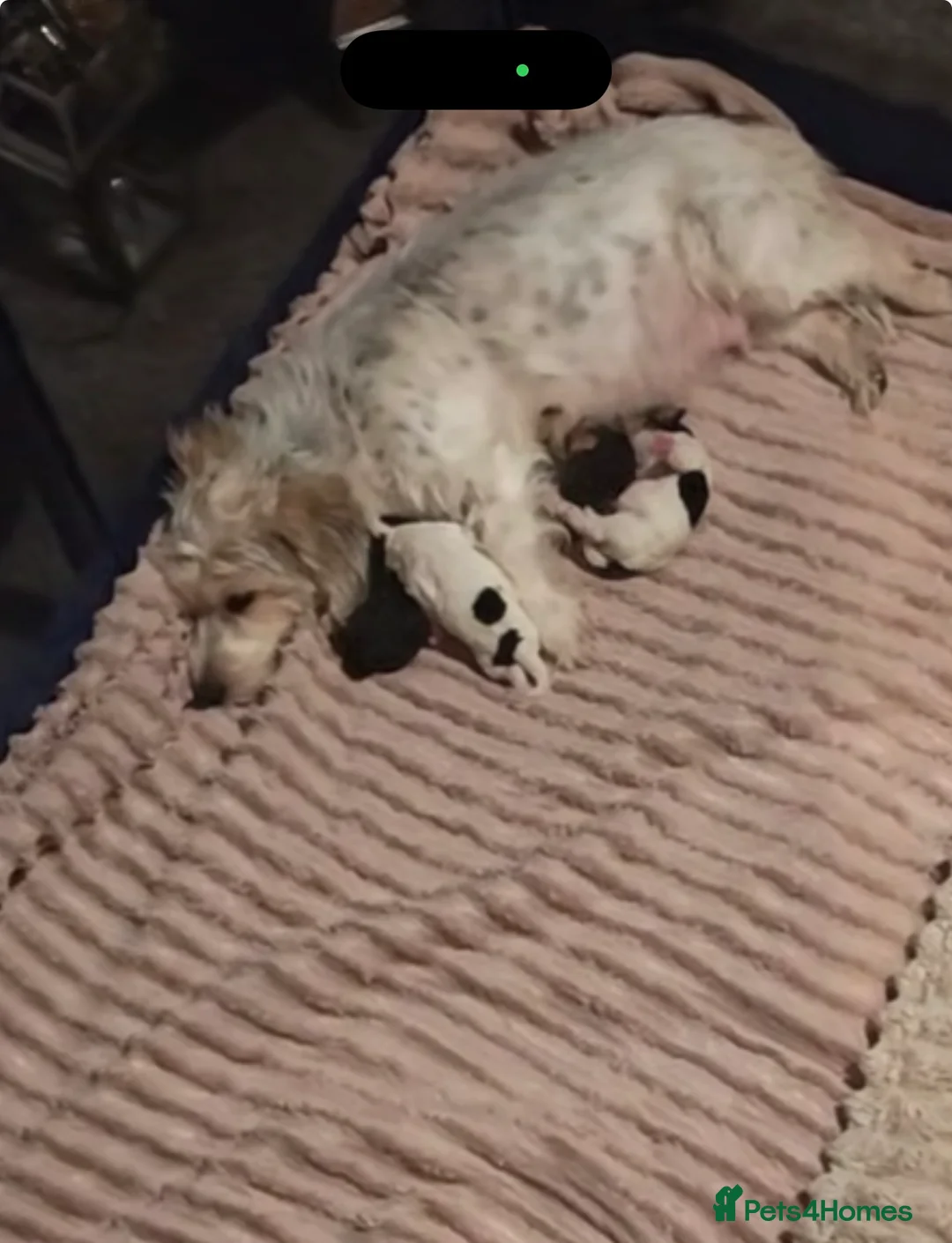 Jackapoo dogs for sale: Gorgeous Jackapoo Puppy ONE BOY LEFT  - Advert 2