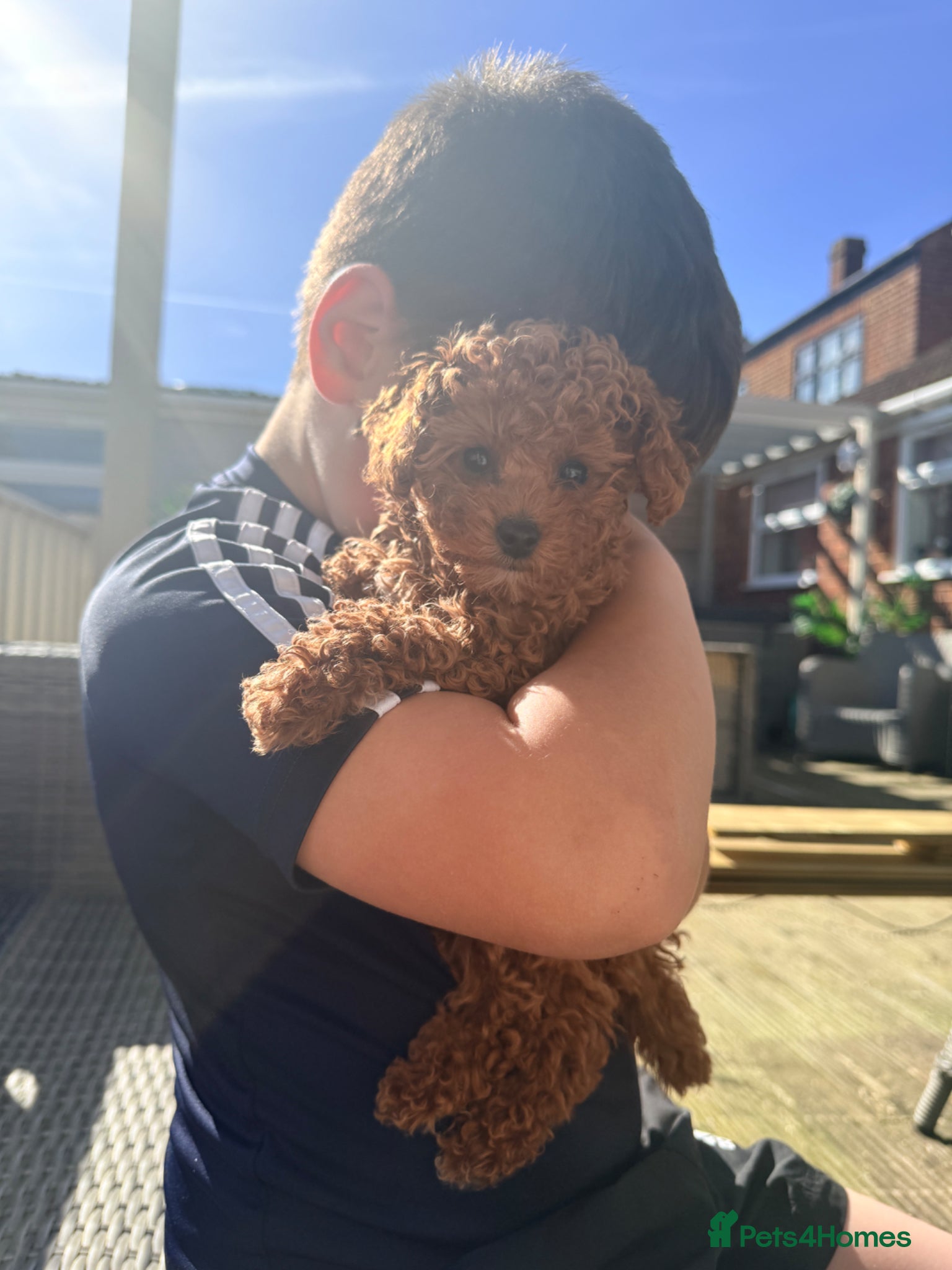 Cavapoo dogs READY NOW Premium Toy F1BB Teddy cavapoo - Advert 11
