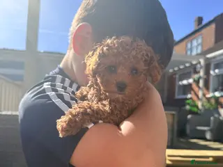 Cavapoo dogs READY NOW Premium Toy F1BB Teddy cavapoo - Advert 11