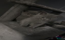 British Shorthair cats for sale: Stunning litter of bsh  - Advert 3