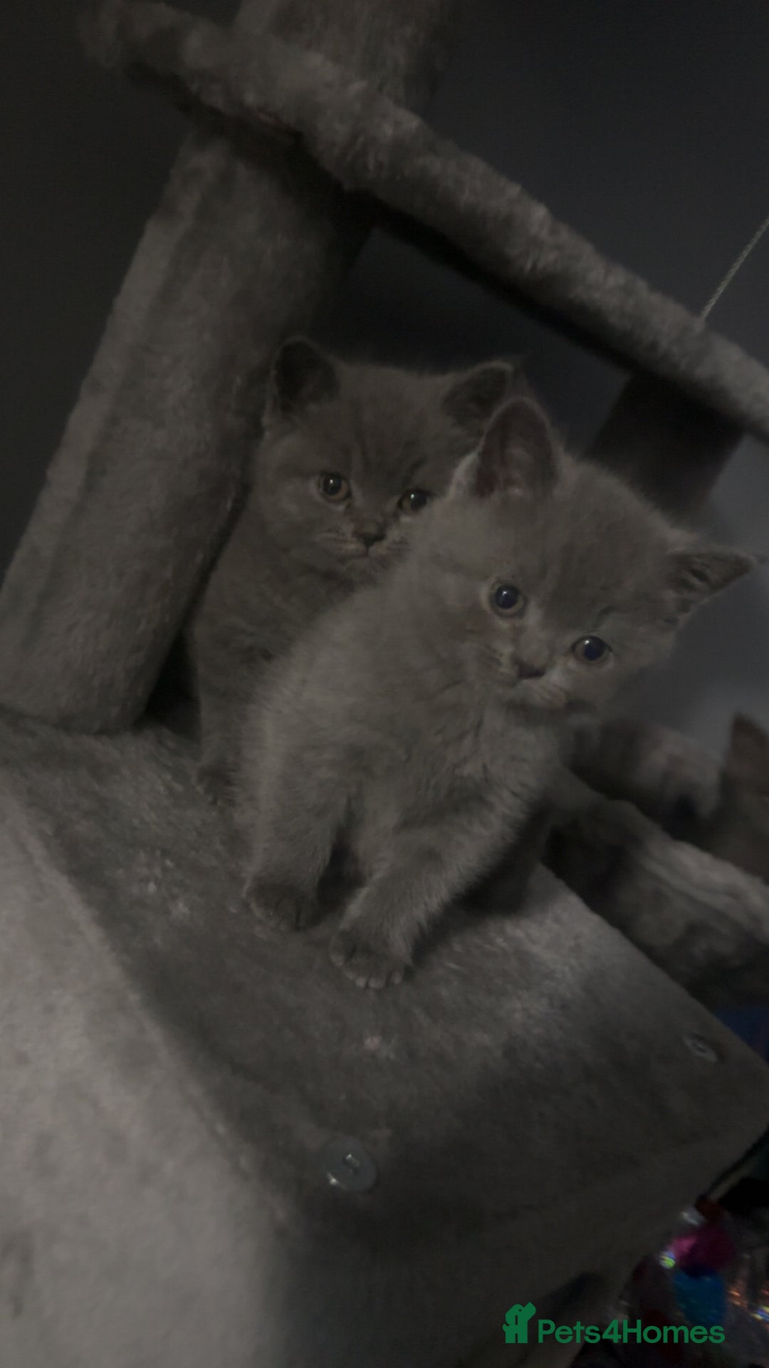 British Shorthair cats for sale: Stunning litter of bsh  - Advert 3