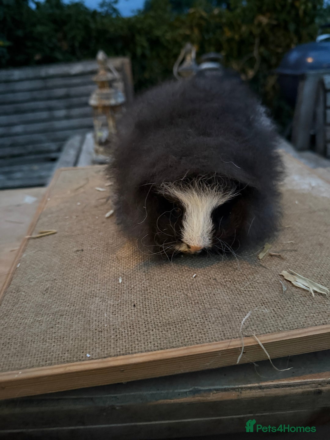 Guinea Pig rodents for sale: Pure bred California & Swiss guineapigs  - Image 13