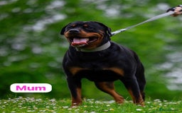 Rottweiler dogs for sale: Rottweiler puppies for sale - Advert 9