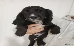 Cocker Spaniel dogs for sale: Kc reg working Cocker spaniels  born 13th July  - Image 5