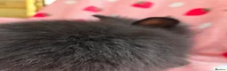 Lionhead rabbits for sale: Fluffy Teddy lion head x Angora ☆8weeks ready now - Advert 11