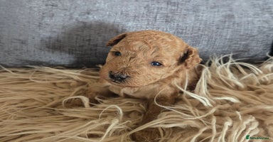 Toy Poodle dogs - Advert 1