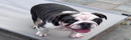 English Bulldog dogs for sale: 🐶 2 Gorgeous Male English Bulldog Puppies 🐶 - Advert 11