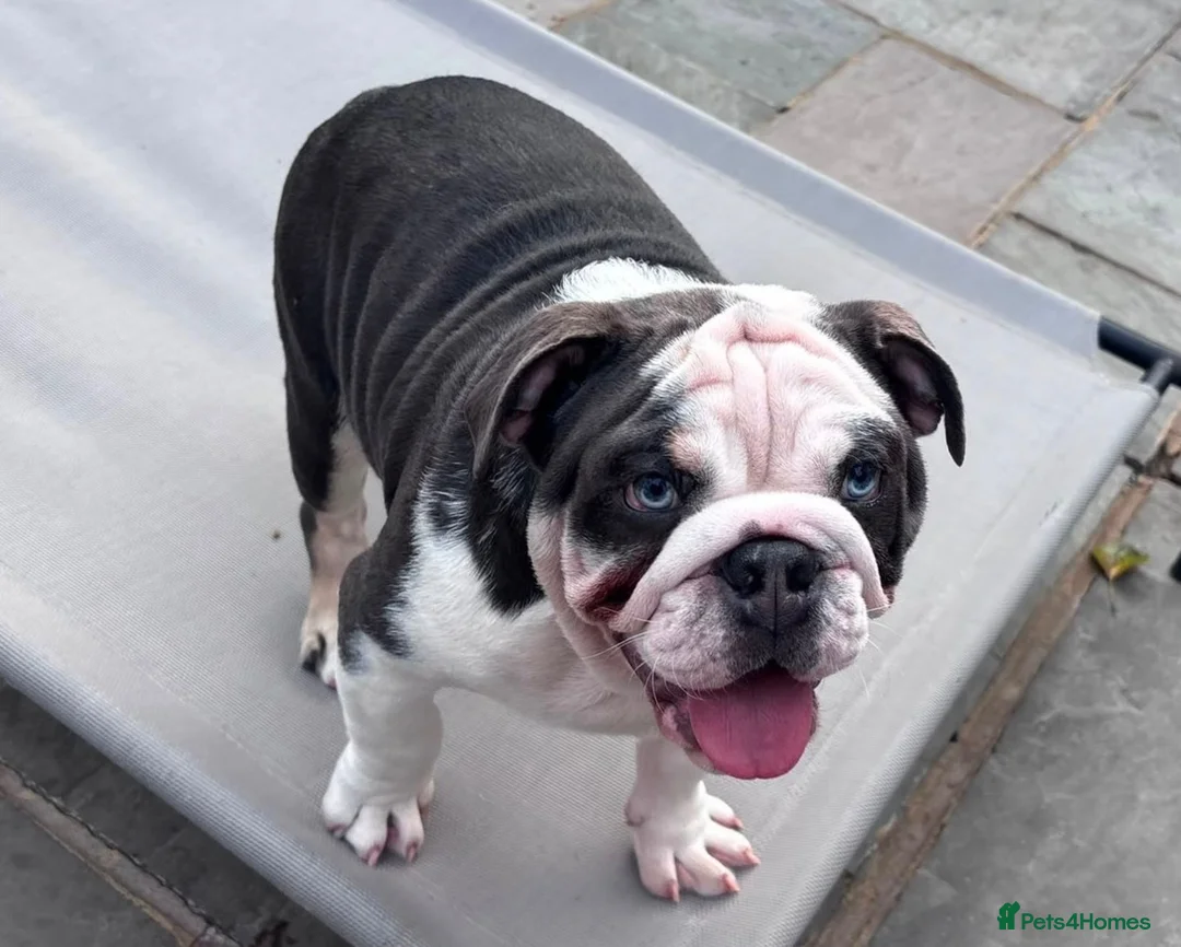 English Bulldog dogs for sale: 🐶 2 Gorgeous Male English Bulldog Puppies 🐶 - Advert 11