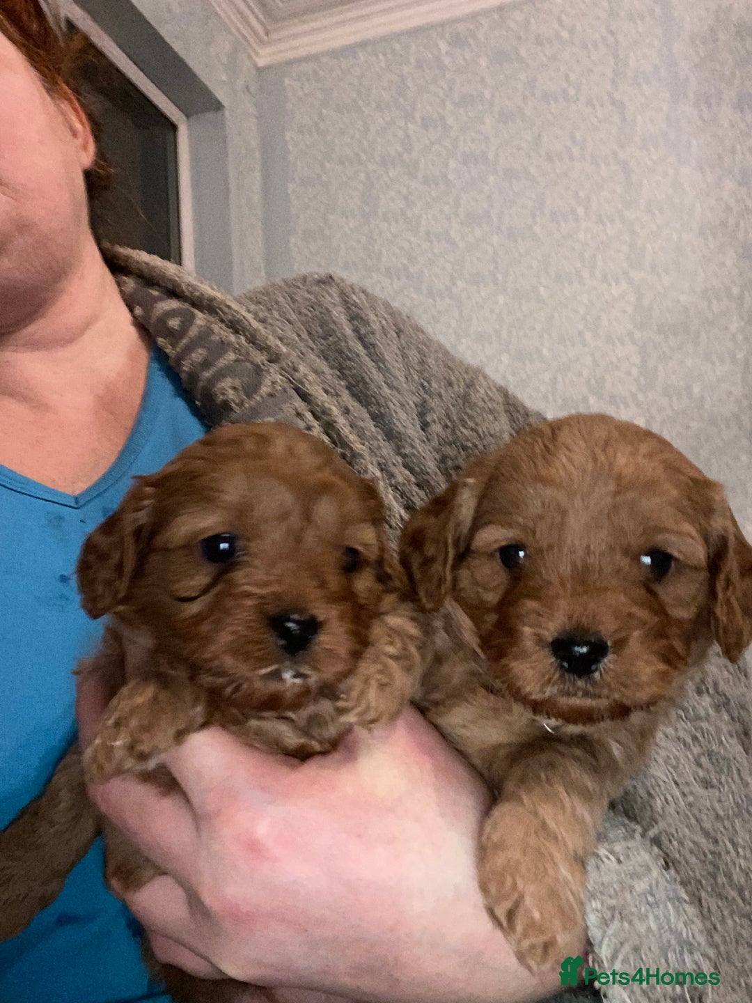 Cavapoo dogs for sale: Last 2 A1 Ruby/red Christmas Cavapoos 07816222523 in Derby - Image 18