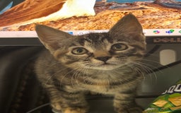 Mixed Breed cats for sale: 4 kittens ready for their new homes  - Image 10