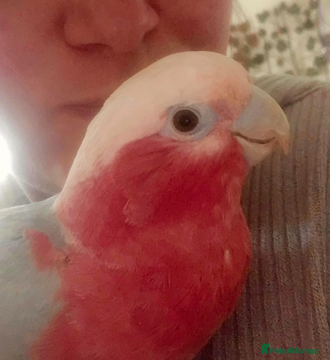Cockatoo birds for sale: Galah Cockatoo  in Grimsby - Advert 2