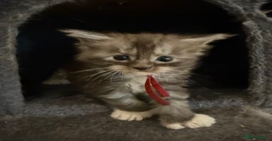 Maine Coon cats - Advert 13