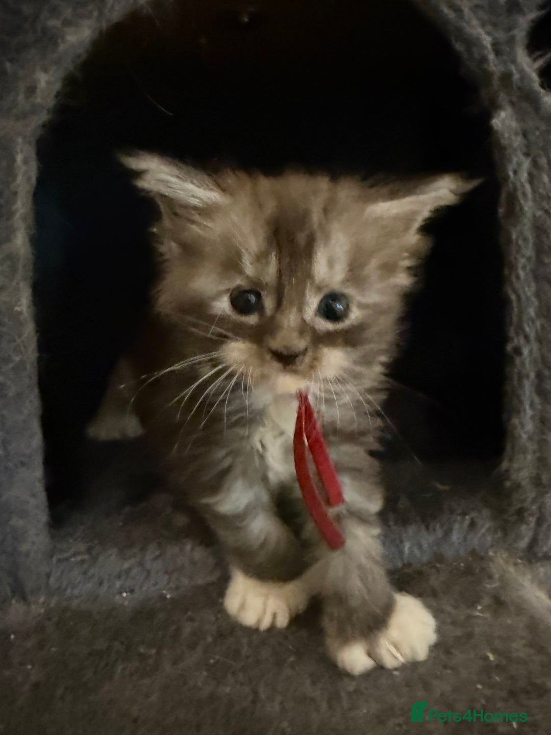 Maine Coon cats for sale: TICA registered russian poly and non poly kittens - Image 2