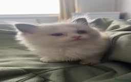 Ragdoll cats for sale: Male blue bicolour ragdoll kitten  - Image 2