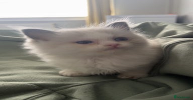 Ragdoll cats - Advert 14